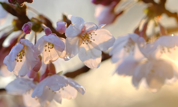 How spring has blossomed in literature